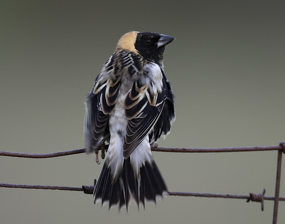 Bobolink Dolichonyx oryzivorus