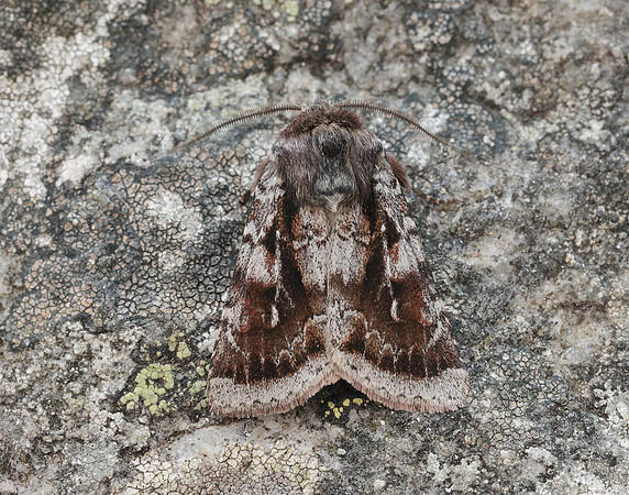 73.363 BF2125 Northern Dart Xestia alpicola