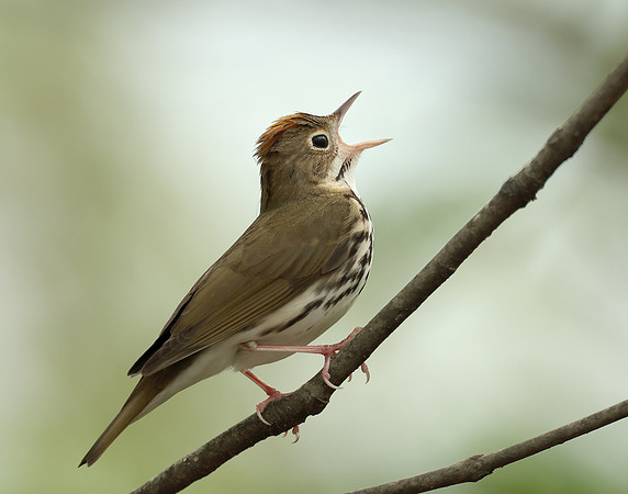 Ovenbird Seiurus aurocapilla
