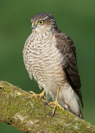Sparrowhawk Accipiter nisus