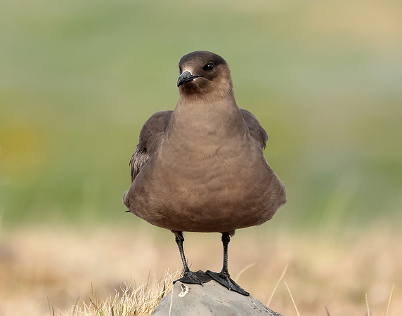 Arctic Skua Stercorarius parasiticus