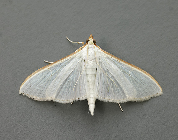 63.048 BF1408 Palpita vitrealis