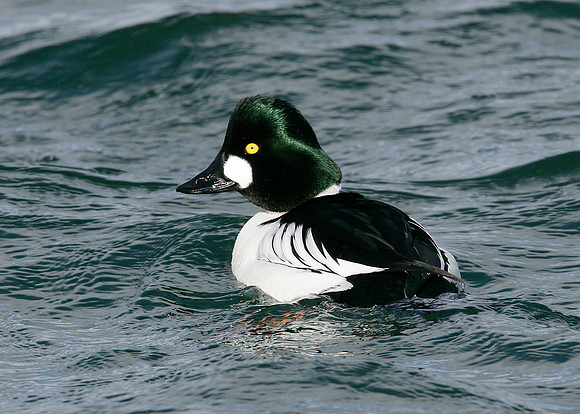 Goldeneye Bucephala clangula