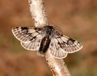 70.249 BF1929 Rannoch Brindled Beauty Lycia lapponaria