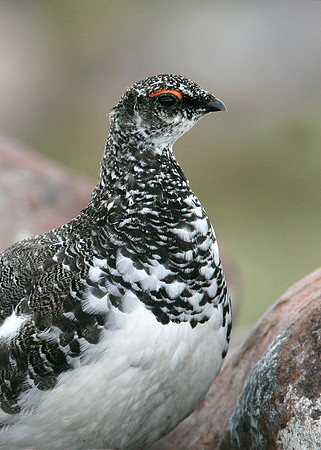Ptarmigan Lagopus mutus
