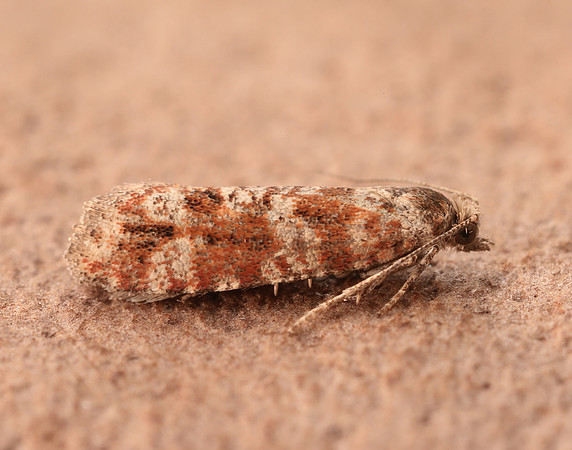 49.307 BF1212 Spotted Shoot Moth Rhyacionia pinivorana