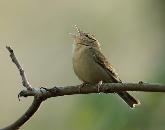 Worm-eating Warbler Helmitheros vermivorum