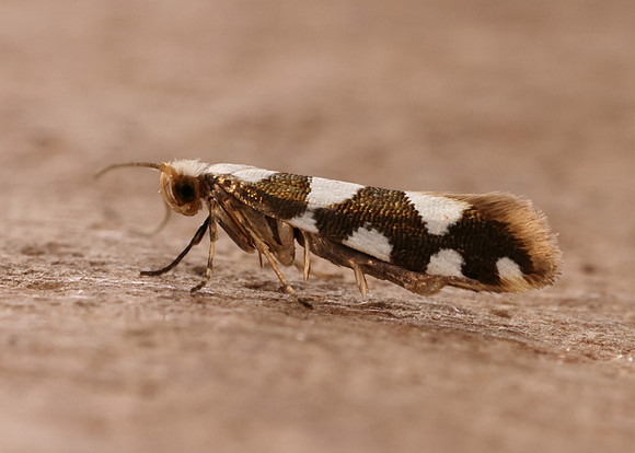 20.011 BF410 Argyresthia brockeella