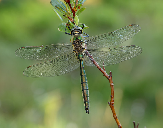 Brilliant Emerald Somatochlora metallica