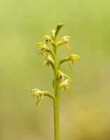 Coralroot Orchid Corallorhiza trifida