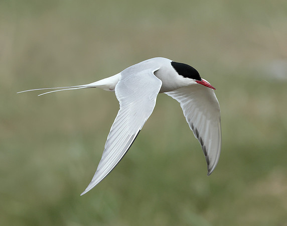 Arctic Tern Sterna paradisaea