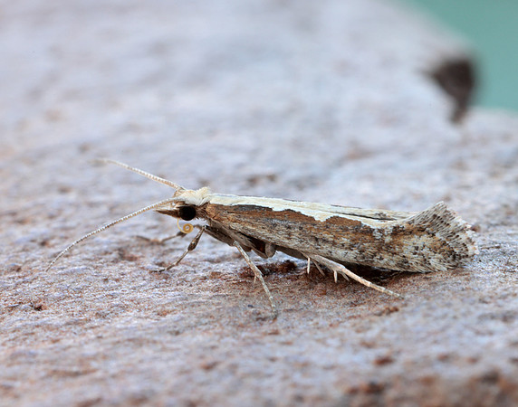 18.001 BF464 Diamond-back Moth Plutella xylostella