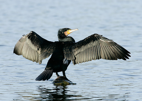 Cormorant Phalocrocorax carbo