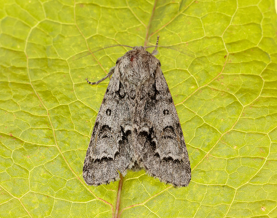 73.042 BF2286 Light Knot Grass Acronicta menyanthidi