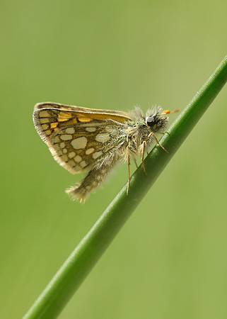 Chequered Skipper Carterocephalus palaemon