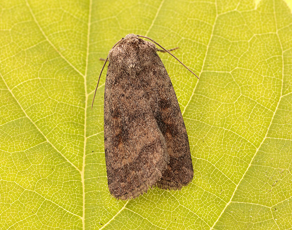 73.092 BF2387 Mottled Rustic Caradrina morpheus