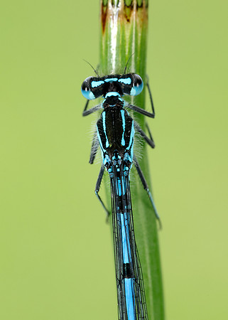 Variable Damselfly Coenagrion pulchellum