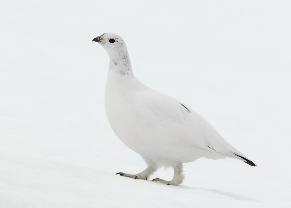 Ptarmigan Lagopus mutus