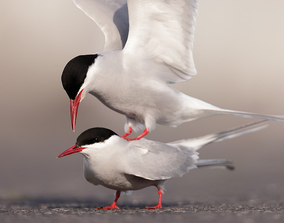 Arctic Tern Sterna paradisaea
