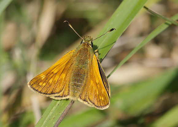 Large Skipper Ochlodes venata