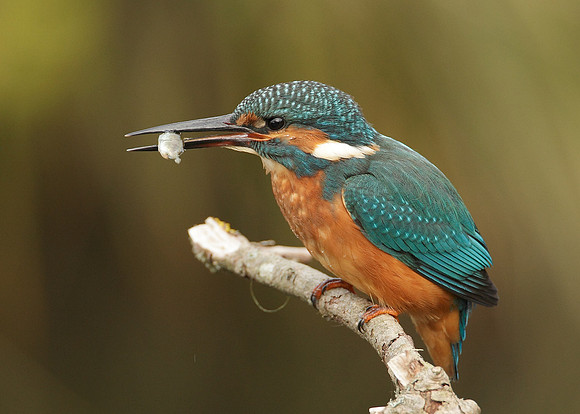 Kingfisher Alcedo atthis