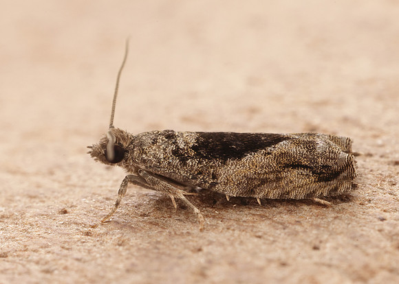 49.255 BF1138 Epinotia nisella