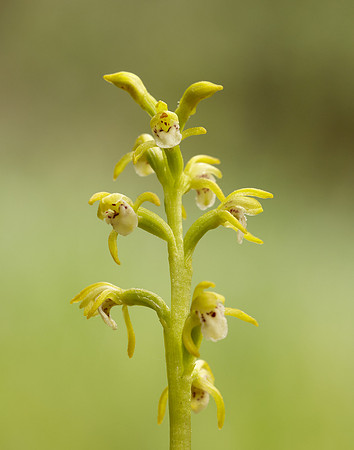 Coralroot Orchid Corallorhiza trifida