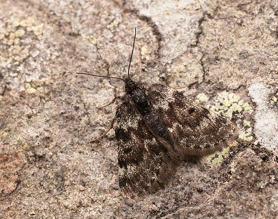 70.289 BF1965 Black Mountain Moth Glacies coracina