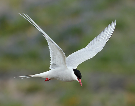 Arctic Tern Sterna paradisaea