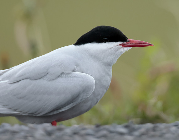 Arctic Tern Sterna paradisaea