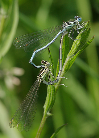 White-legged Damselfly Platycnemis pennipes