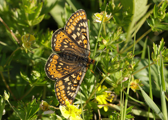 Marsh Fritillary Euphydryas aurinia