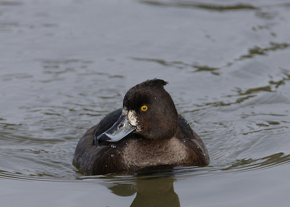 Tufted Duck Aythya fuligula