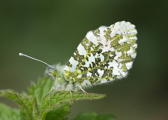 Orange-tip Anthocharis cardamines