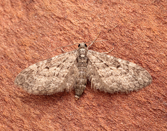 0.163 BF1856 Larch Pug Eupithecia lariciata