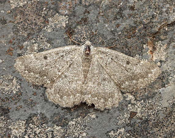 70.285 BF1963 Scotch Annulet Gnophos obfuscata