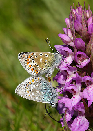 Common Blue Polyommatus icarus
