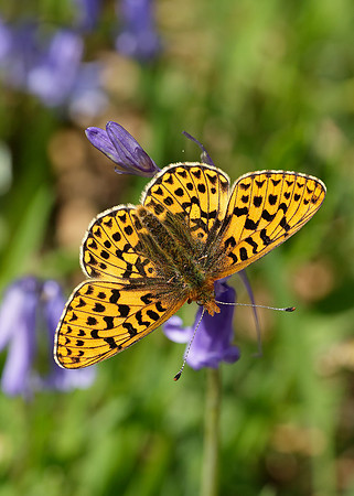 Pearl-Bordered Fritillary Boloria euphrosyne