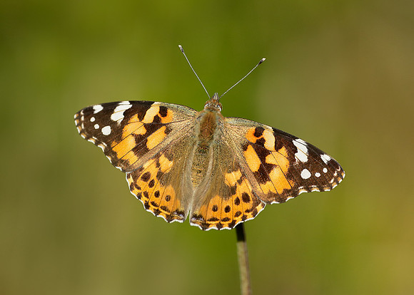 Painted Lady Vanessa cardui