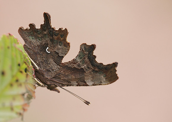 Comma Polygonia c-album