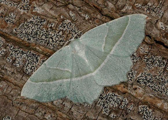 70.283 BF1961 Light Emerald Campaea margaritata