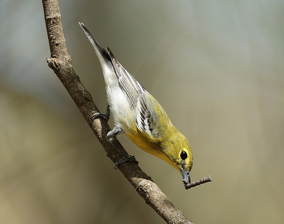 Yellow-throated Vireo Vireo flavifrons