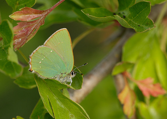 Green Hairstreak Callophrys rubi