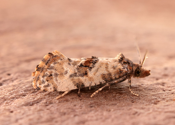 49.138 BF964a Neocochylis molliculana