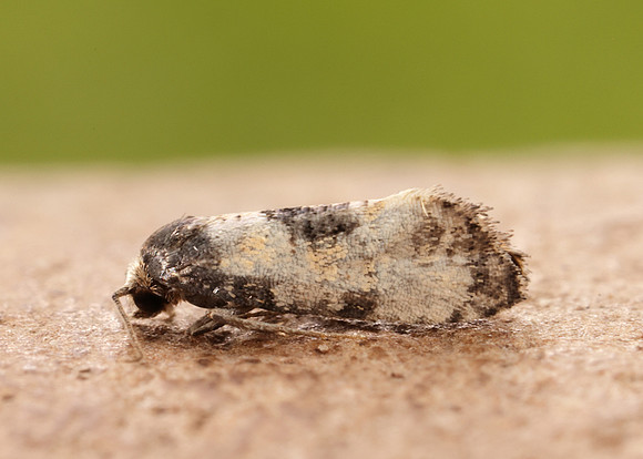 49.137 BF964 Neocochylis dubitana