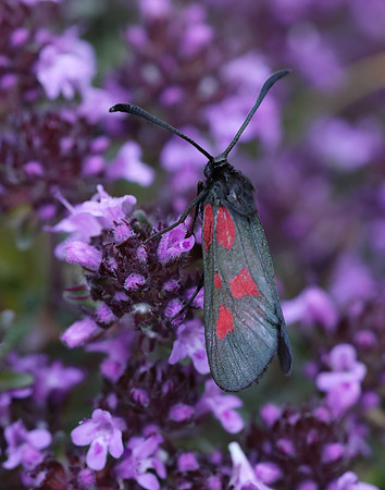 54.007 BF168 New Forest Burnet Zygaena viciae