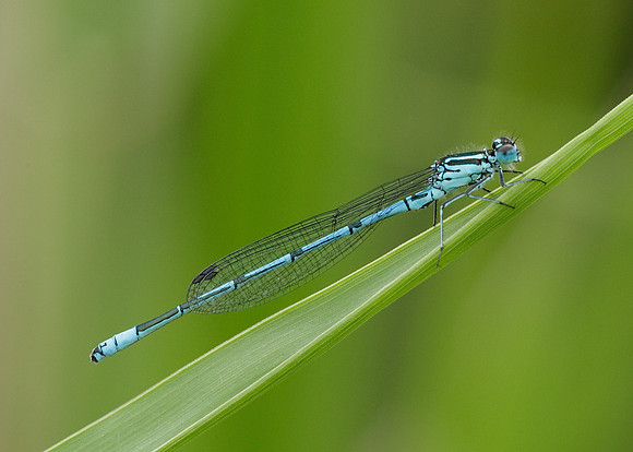 Azure Damselfly Coenagrion puella