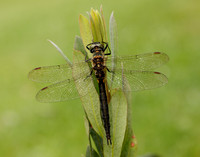 Northern Emerald Somatochlora arctica