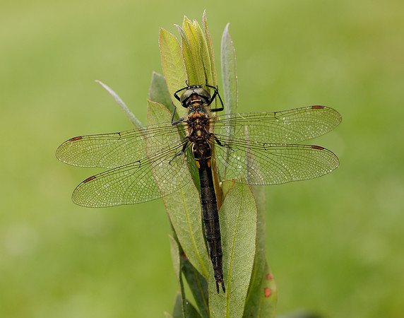 Northern Emerald Somatochlora arctica