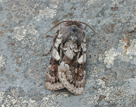 73.363 BF2125 Northern Dart Xestia alpicola